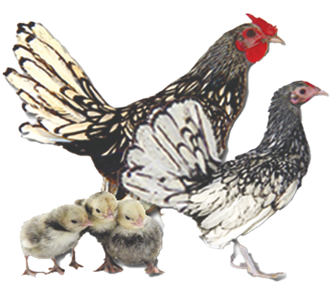 Silver Sebright Bantam Chicks, Not Sexed