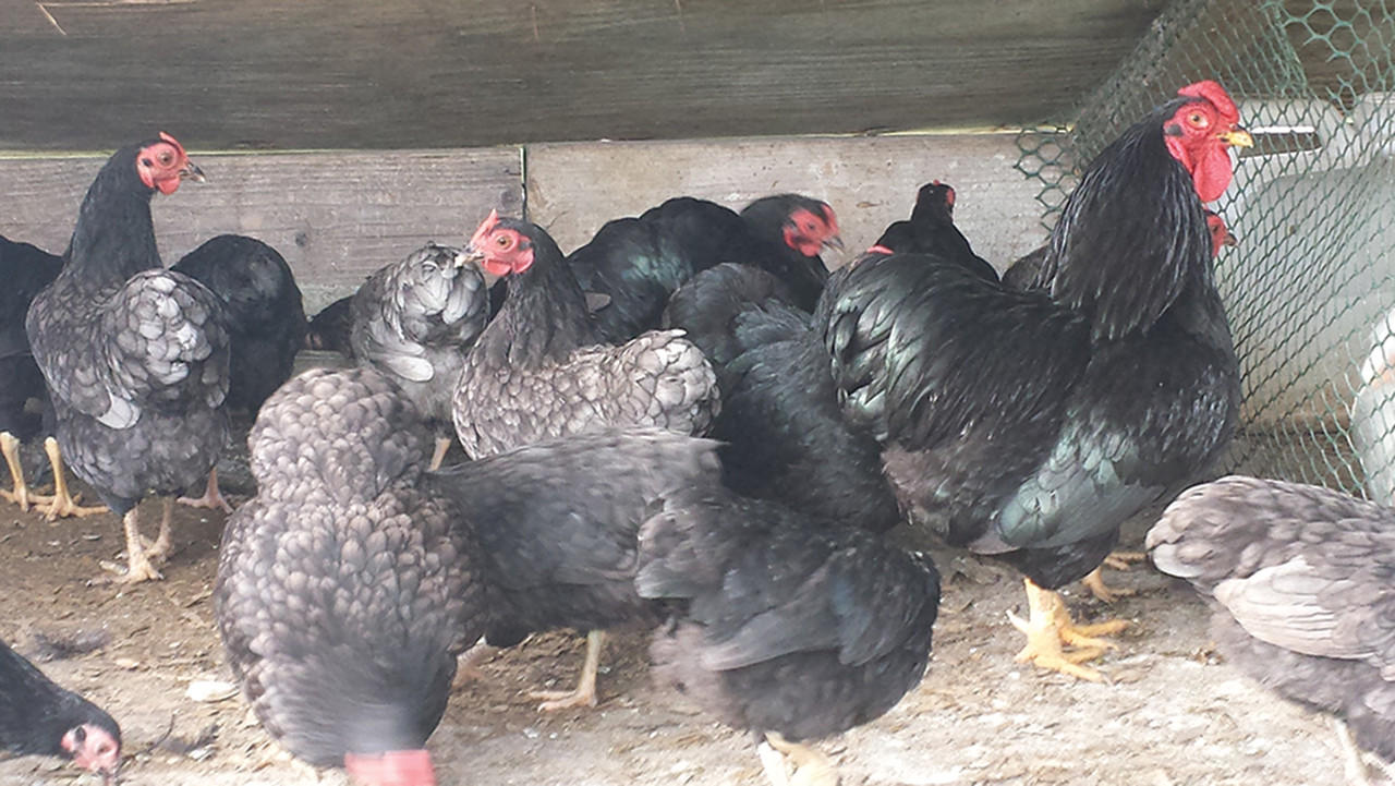 Black Wyandotte Bantam Chicks, Not Sexed