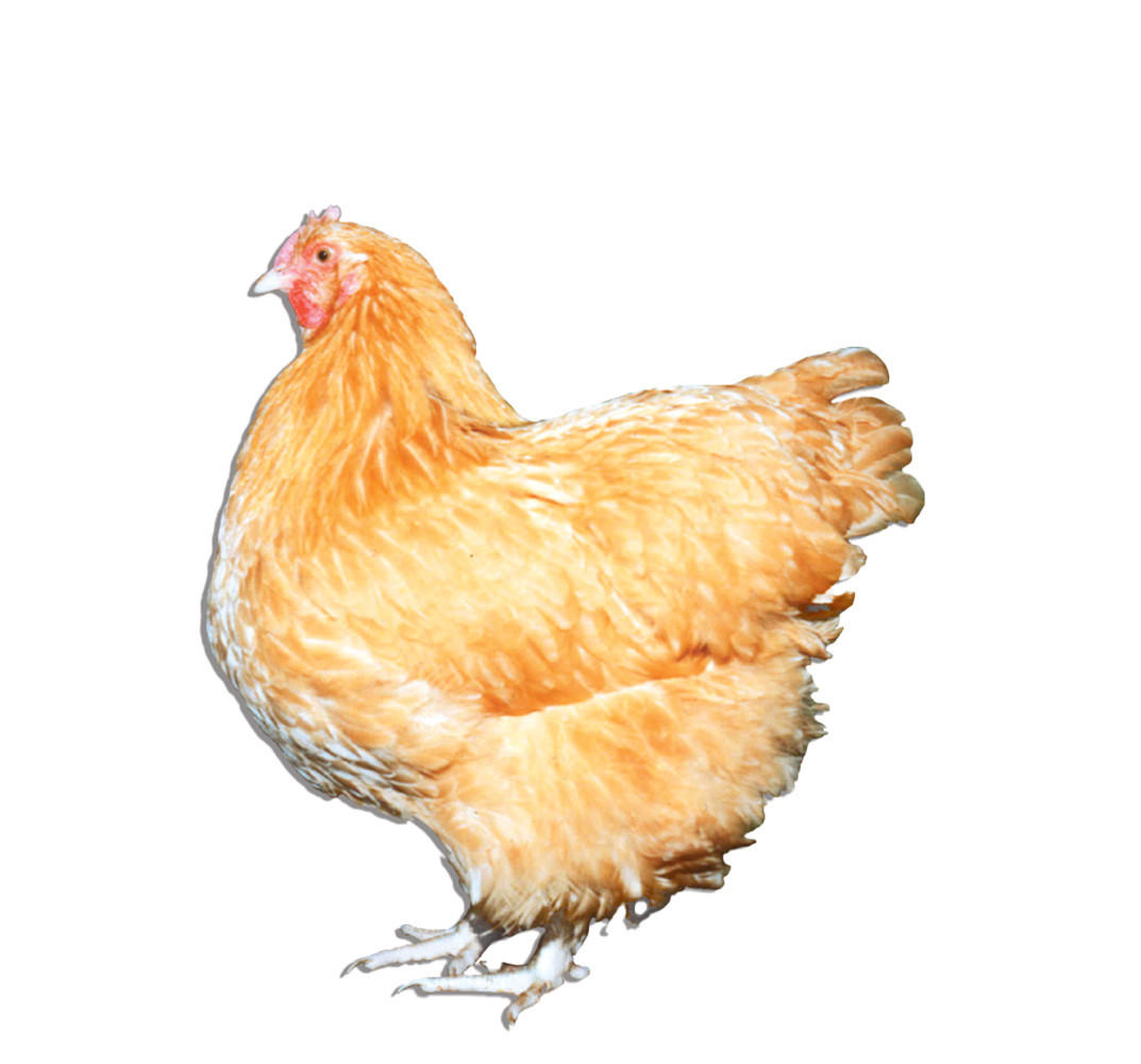 Buff Orpington Bantam Chicks, Not Sexed