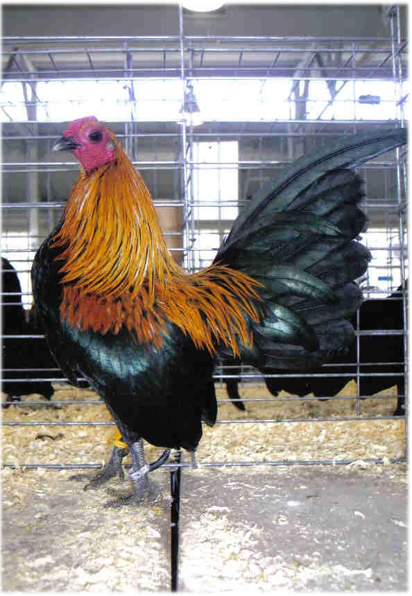 Brown Red Old English Bantam Chicks, Not Sexed