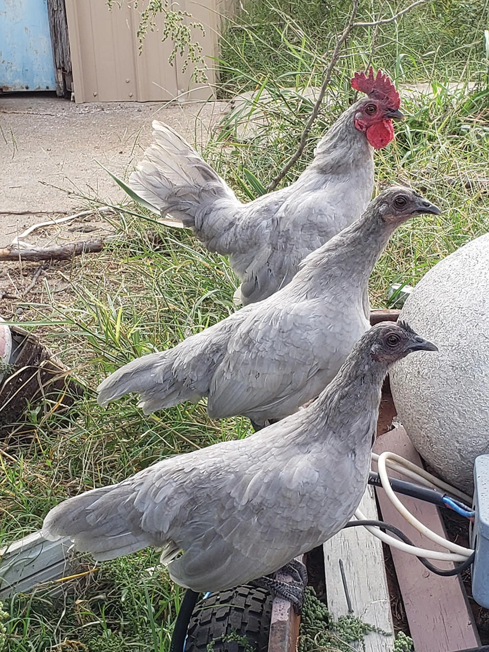 Self Blue Old English Bantam Chicks, Not Sexed