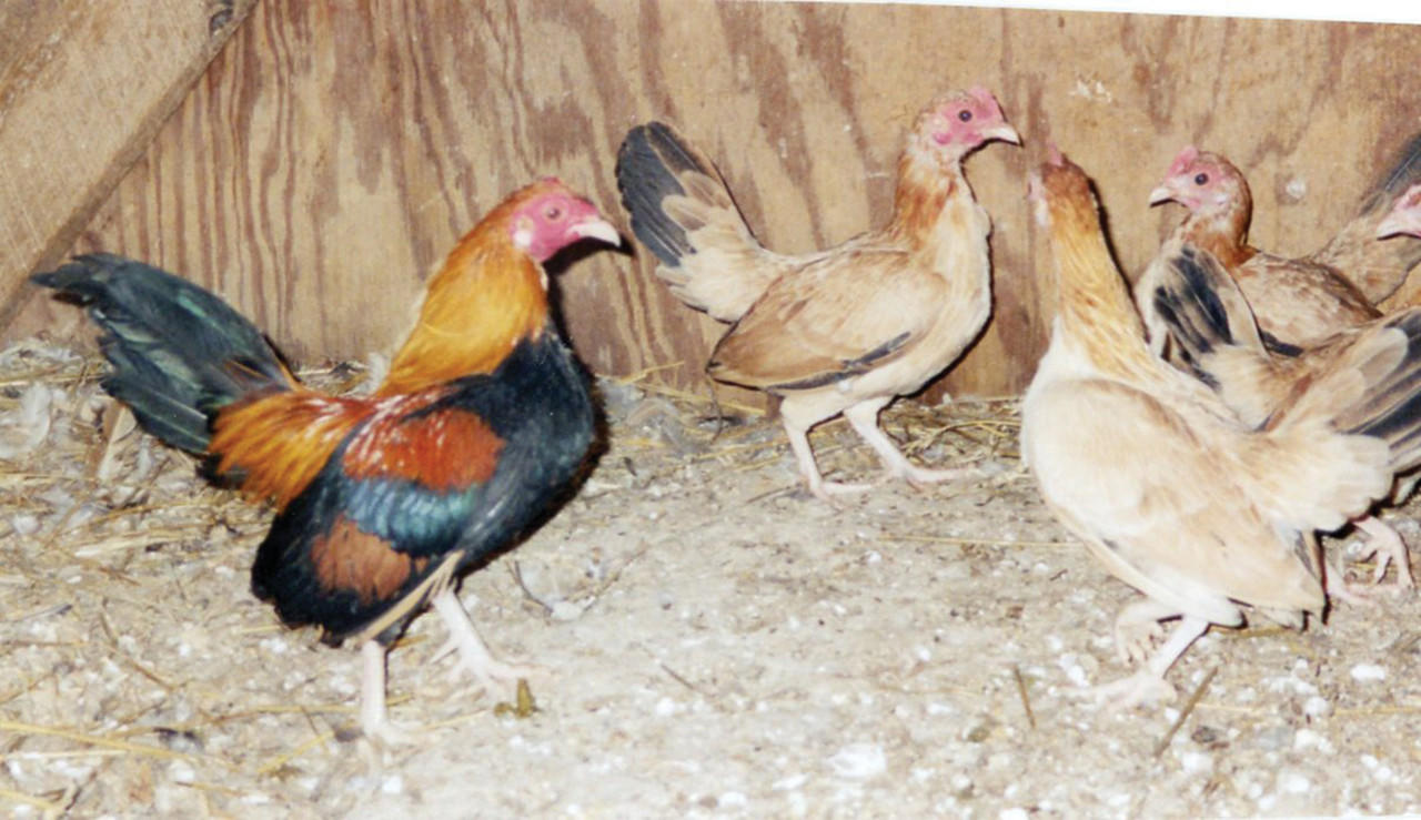Wheaten Old English Bantam Chicks, Not Sexed