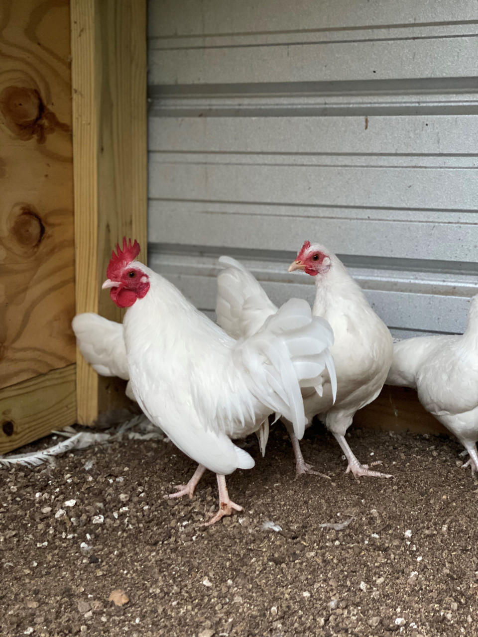 whiting bantam rooster set他 whiting bantam rooster set他 Whiting Bantam Rooster Cape