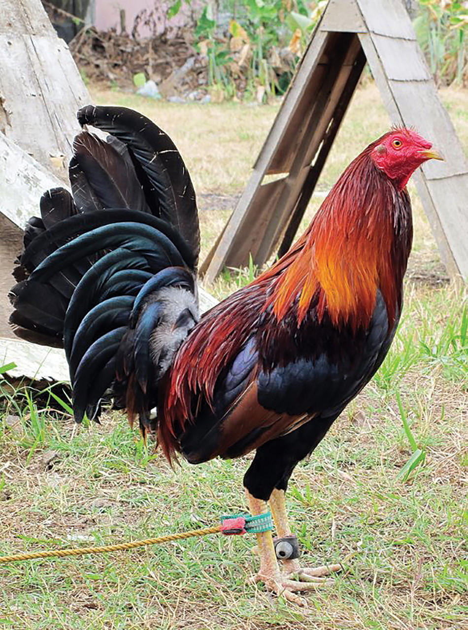 Black Breasted Red Standard Old English Chicks, Not Sexed