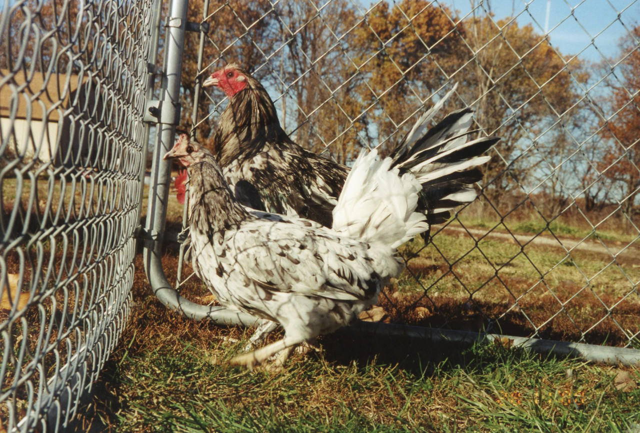 Splash Standard Old English Chicks