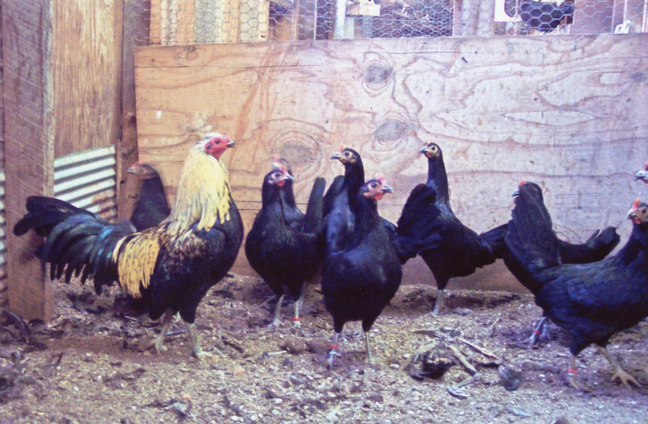 Birchen Standard Old English Chicks, Not Sexed