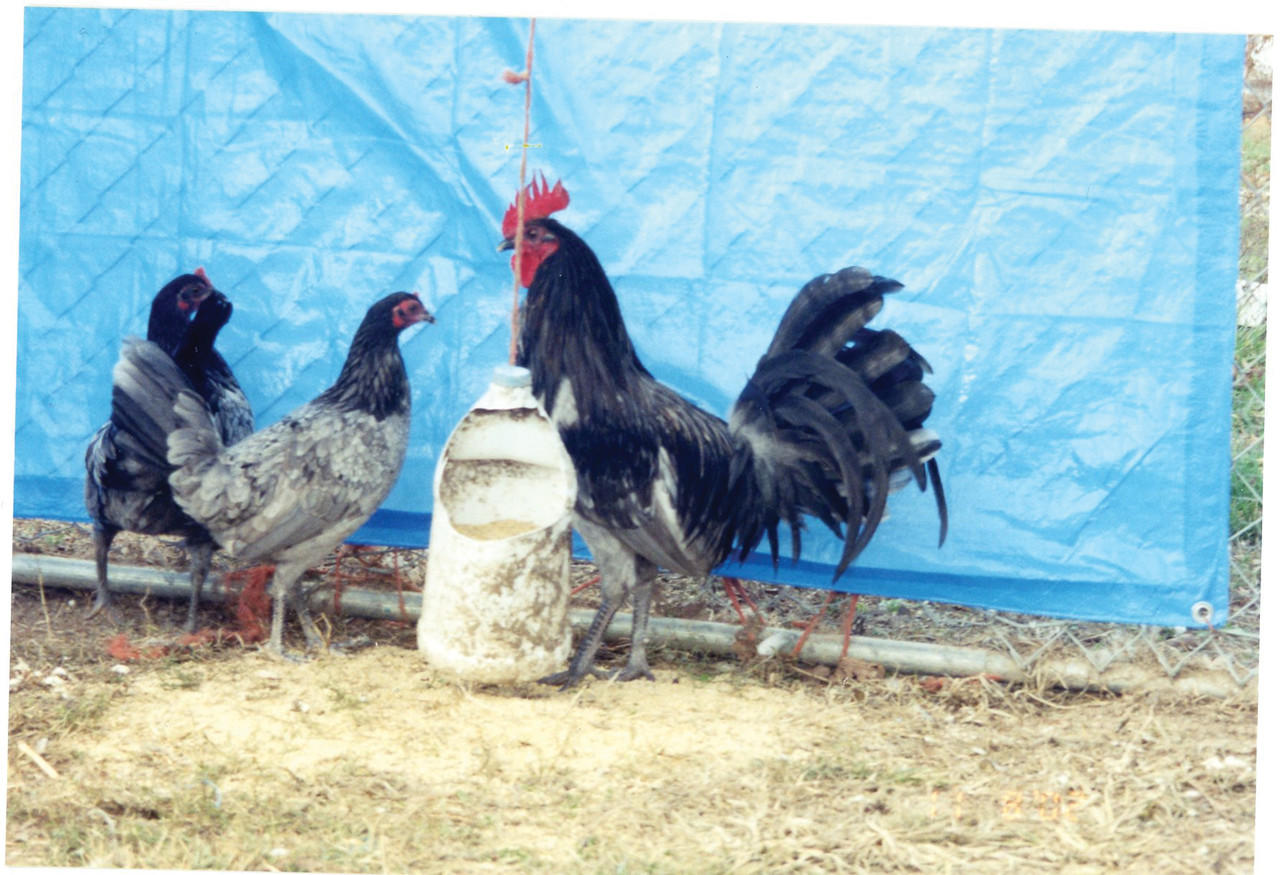 Blue Standard Old English Chicks, Not Sexed