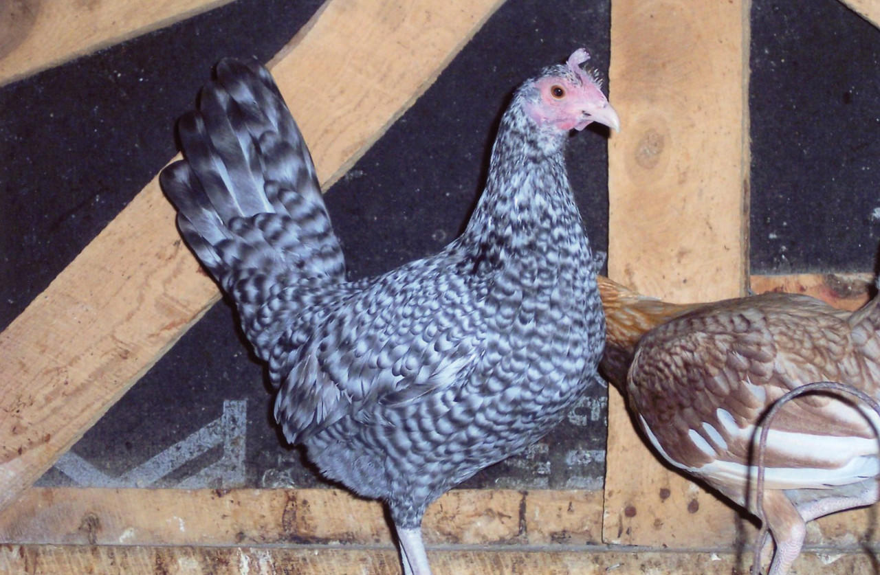 Cuckoo Standard Old English Chicks, Not Sexed