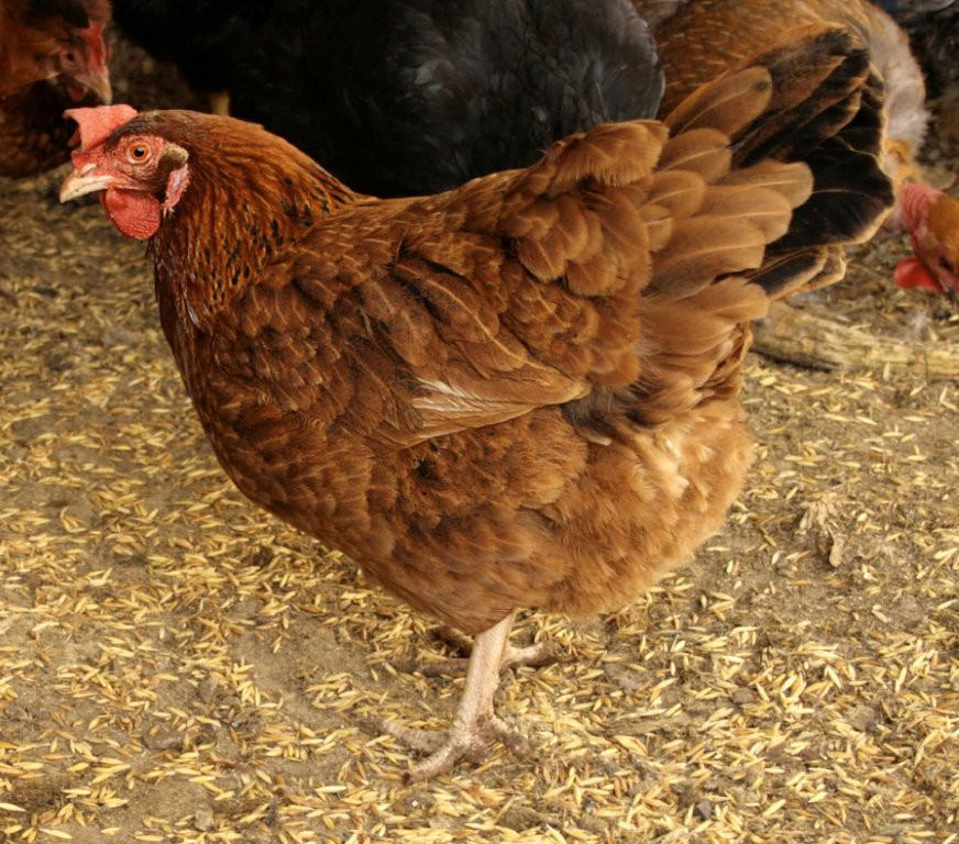 Red Sex Link Chicks