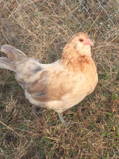Easter Egger Chicks