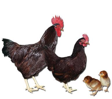 Rhode Island Red Chicks