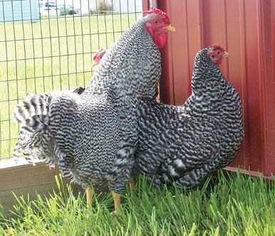 Dominique Chicks