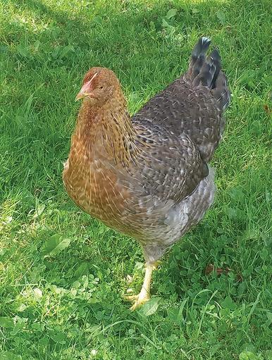 Bielefelder Chicks