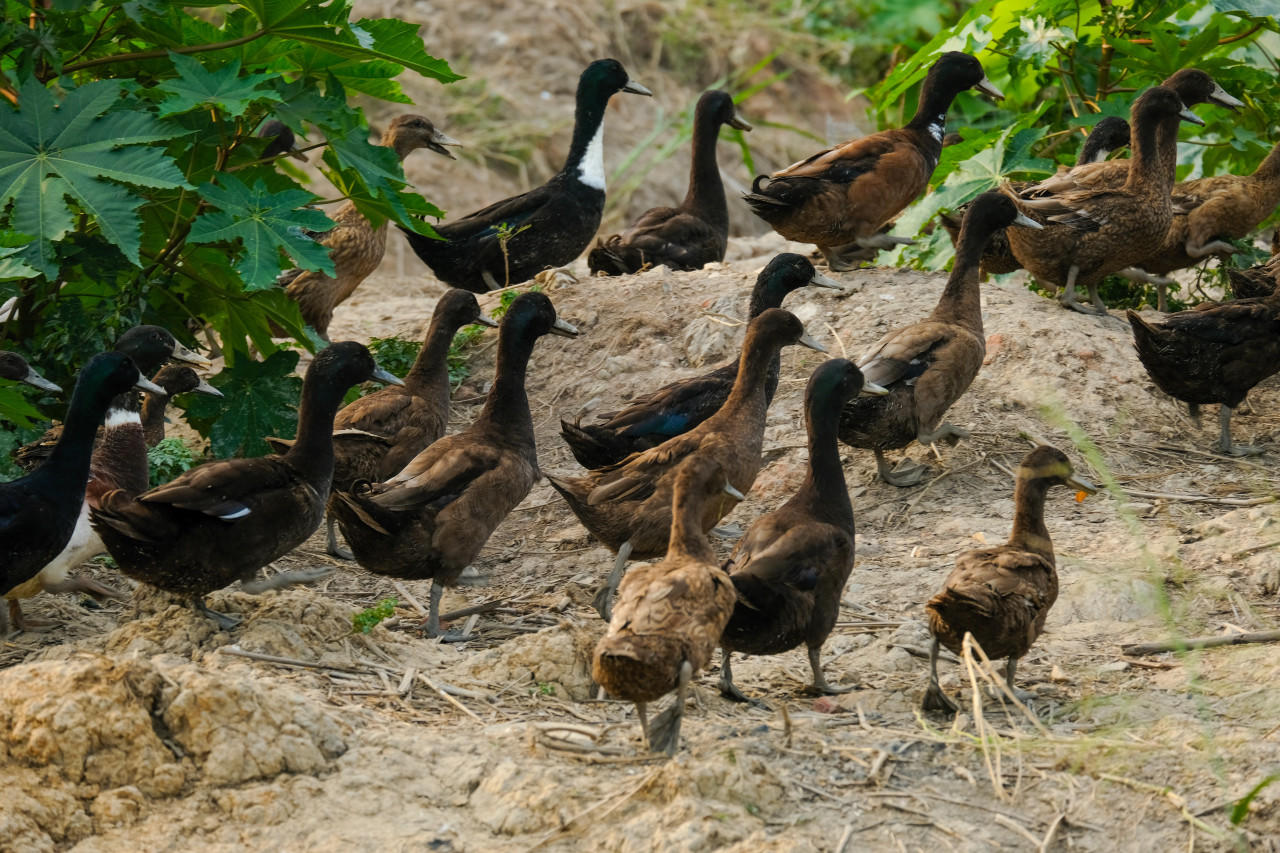 Khaki Campbell Ducklings