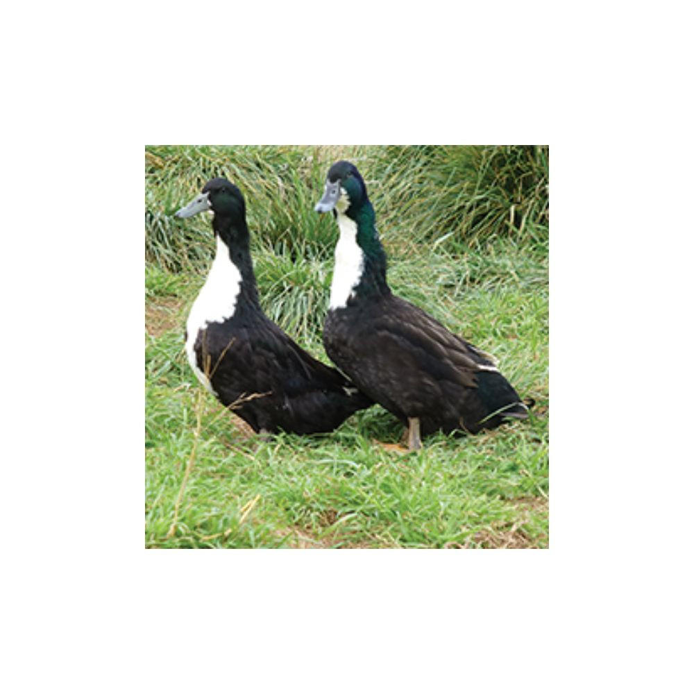Black Swedish Ducklings