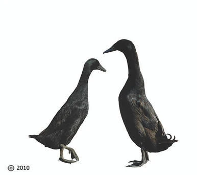 Black Runner Ducklings