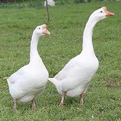 White Chinese Goslings