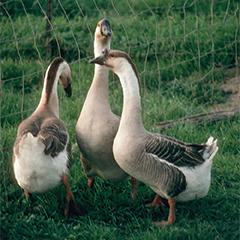 African Goslings
