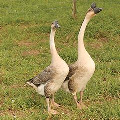 Brown Chinese Goslings