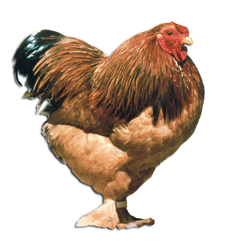 Buff Brahma Hatching Eggs