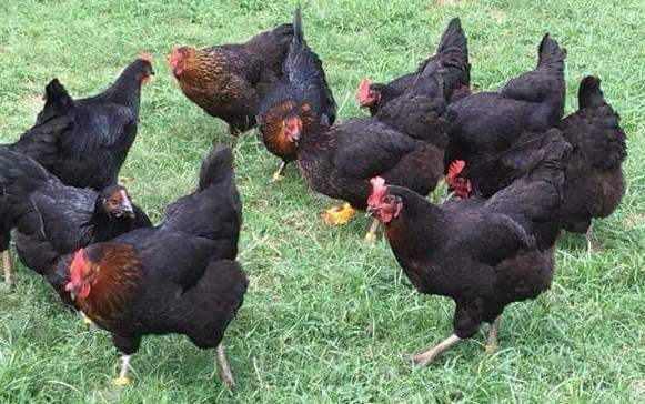 Black Sex Link Chicks, Female