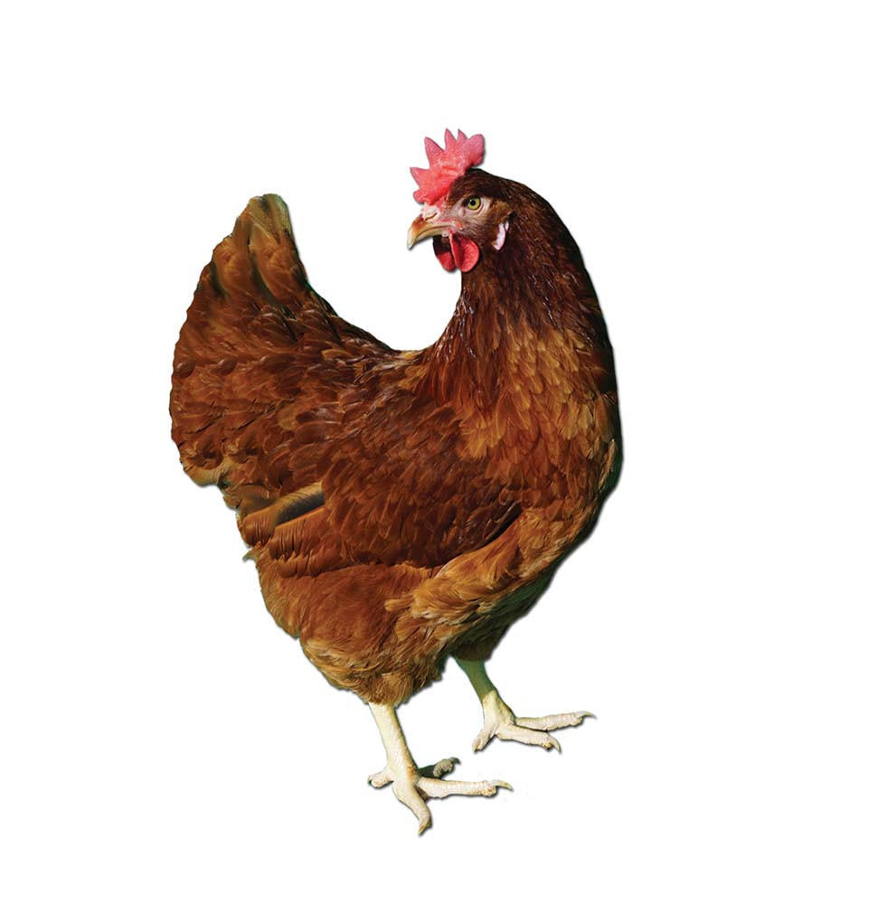 Red Sex Link Chicks, Female