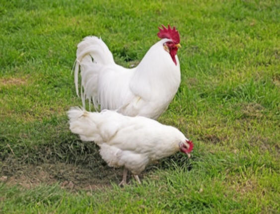 Hyline White Leghorn Chicks, Female