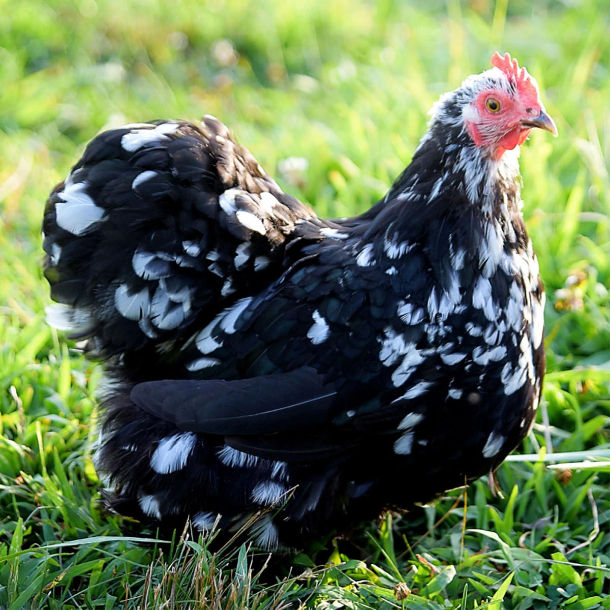 Mottled Cochin Bantam Hatching Eggs