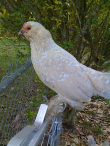 Porcelain Belgian Bearded d'Uccle Bantam Hatching Eggs