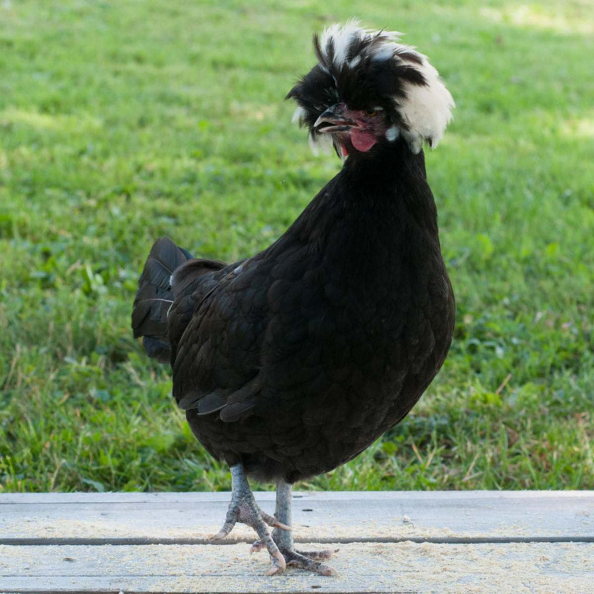 White Crested Black Polish Bantam Hatching Eggs