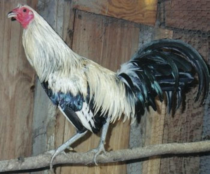 Silver Duckwing Standard Old English Chicks, Not Sexed
