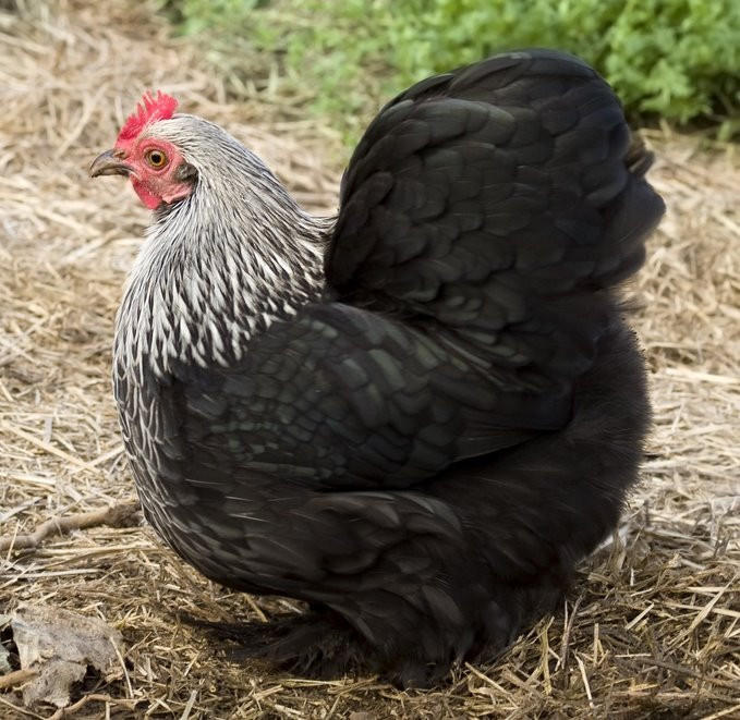 Birchen Cochin Bantam Chicks, Not Sexed