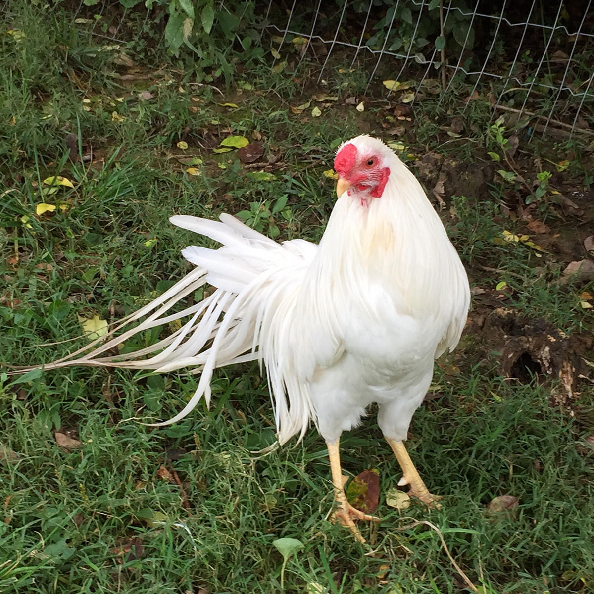 White Yokohama Chicks, Not Sexed