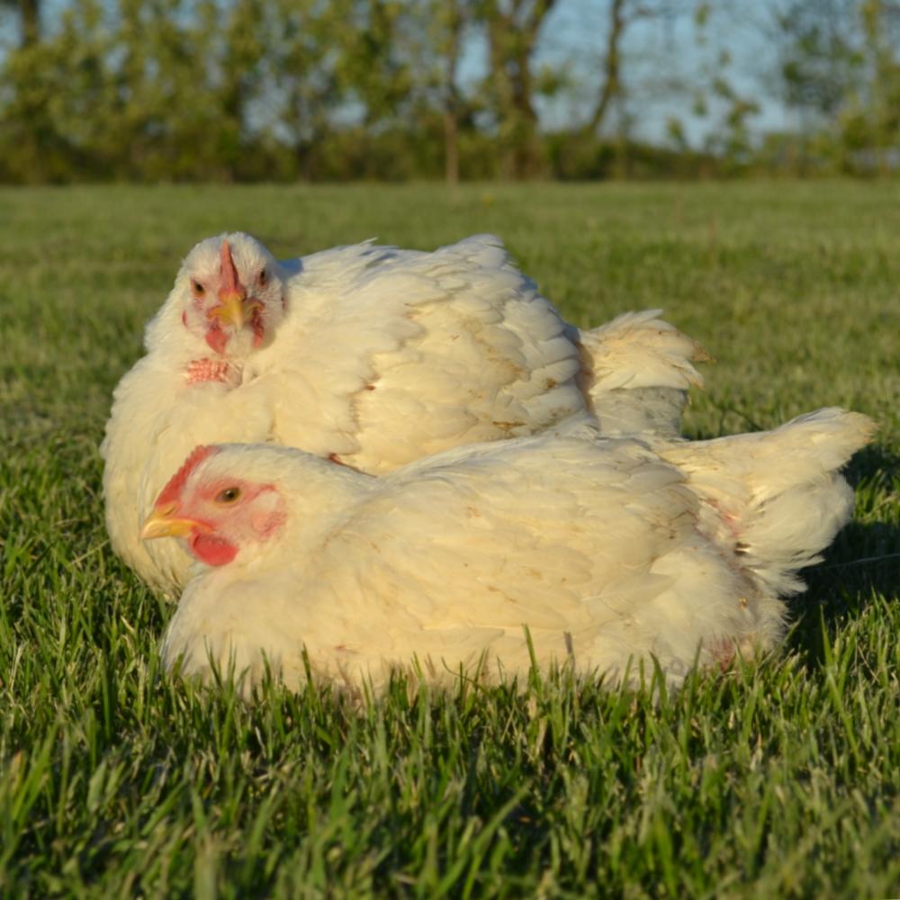 White Broiler Eggs