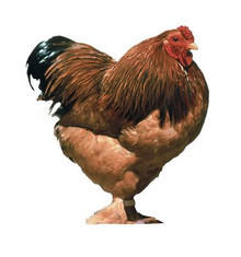 Buff Brahma Bantam Eggs