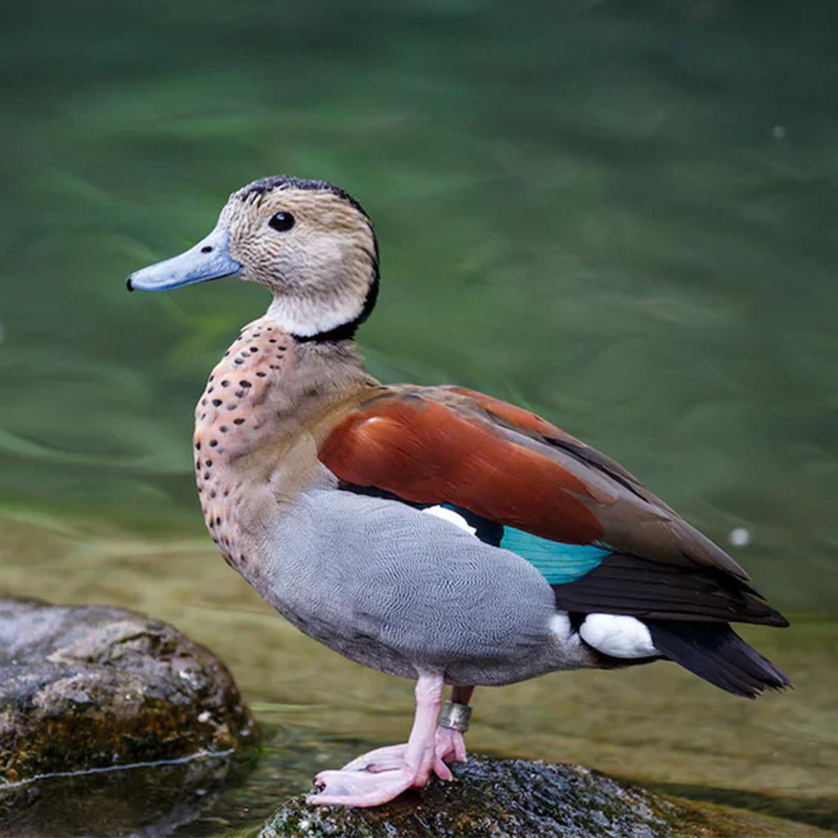 Ring Neck Teal Ducks, Juvenile Pair