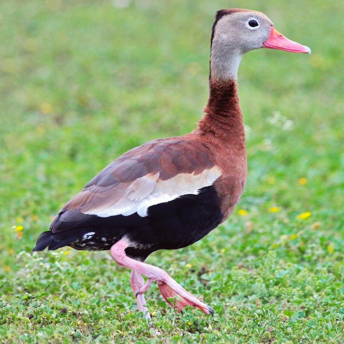 Black Bellied Tree Ducks, Juvenile Pair