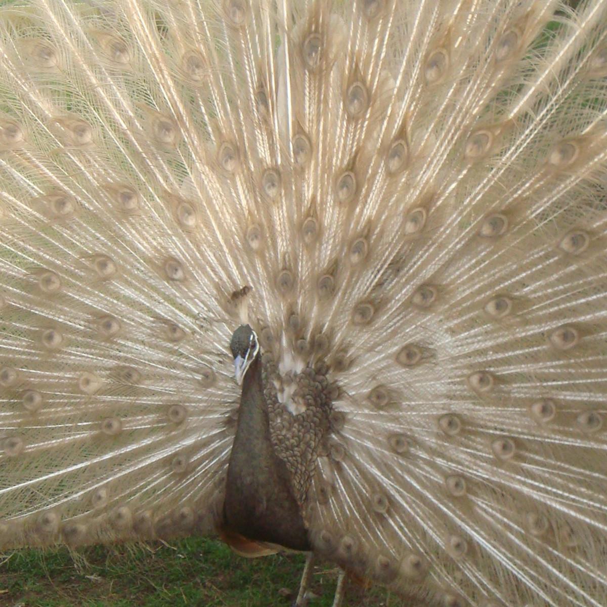 Cameo Peafowl, Juvenile Pair