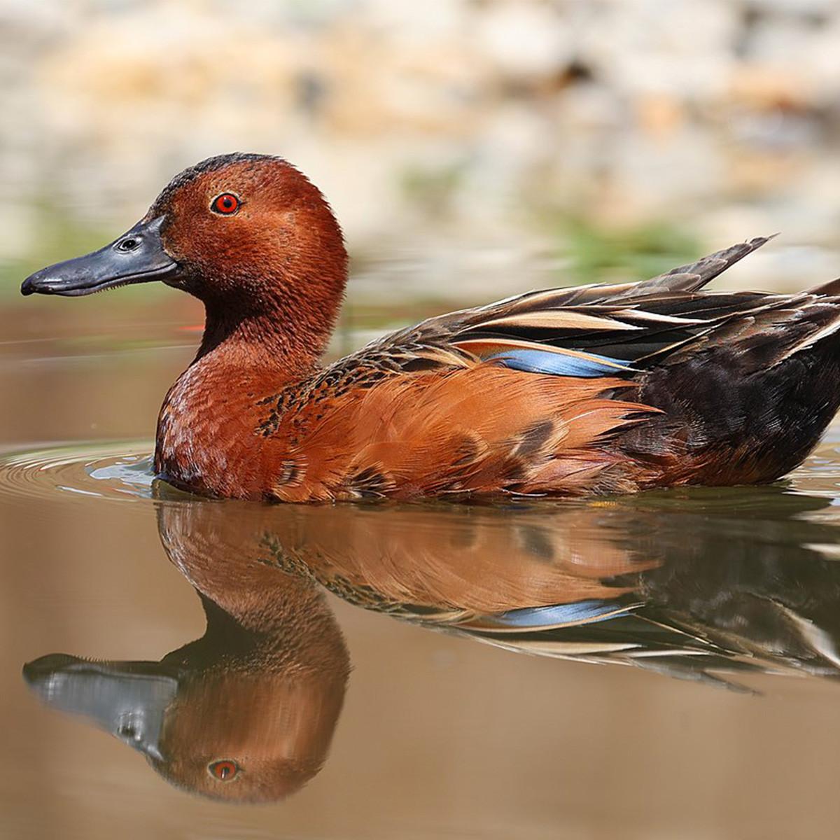 Cinnamon Teal Ducks, Yearling Pair