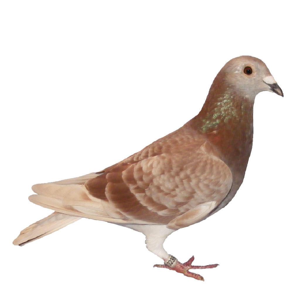 Red Check Janssen Racing Homer Pigeons, Race Team, Not Pedigreed