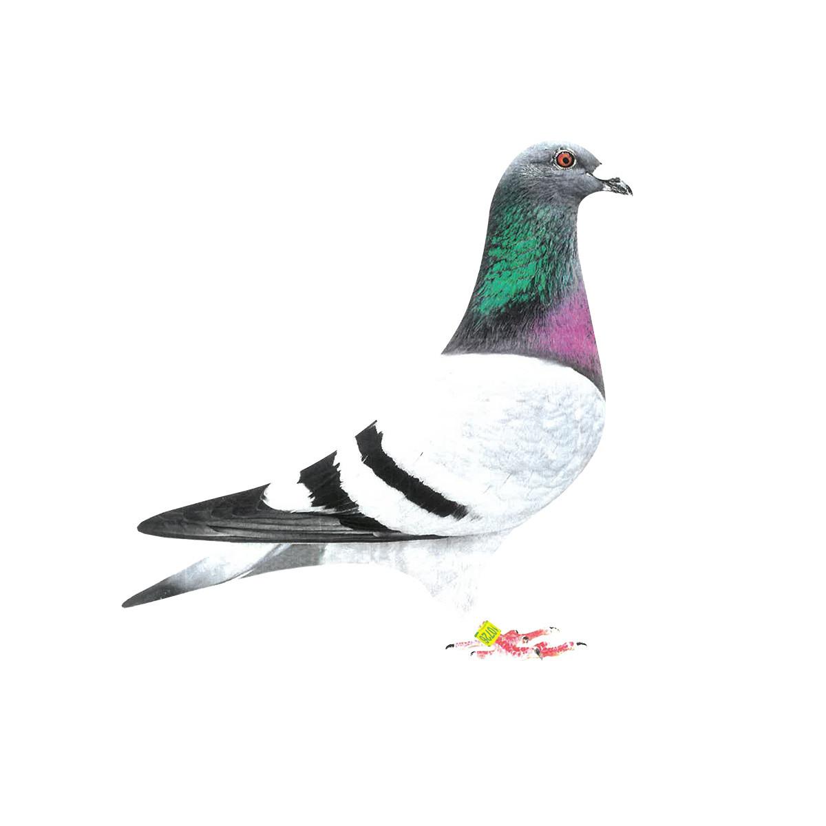 Princess Ida Win × Elite Wind Homer Pigeons, Pedigreed