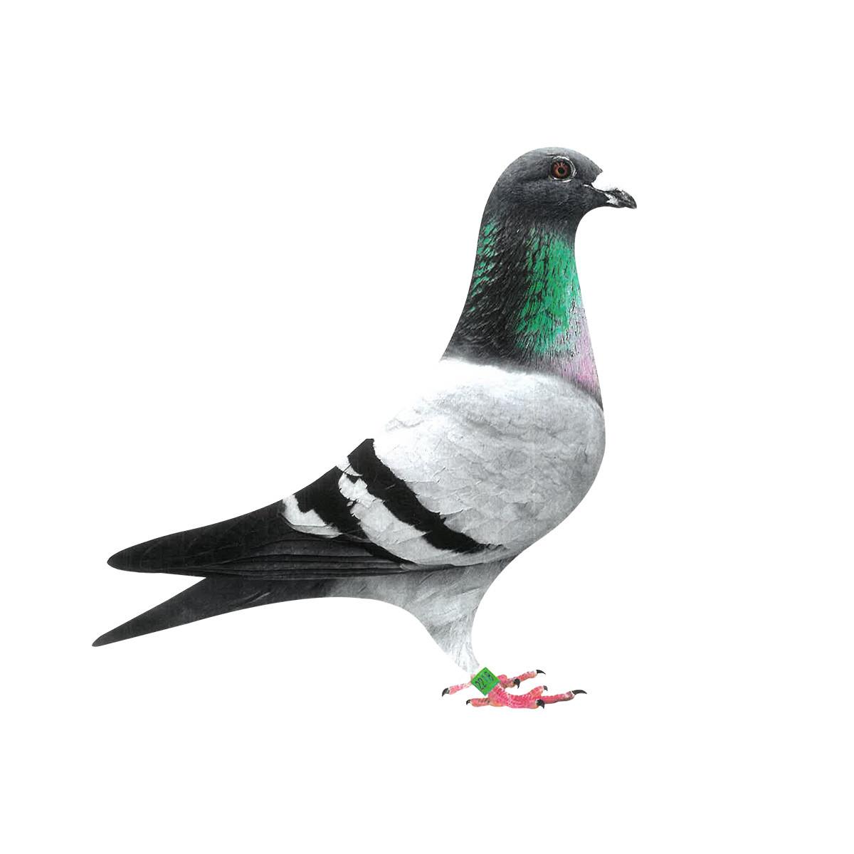 Tosca × Golden Lightning Homer Pigeons, Pedigreed