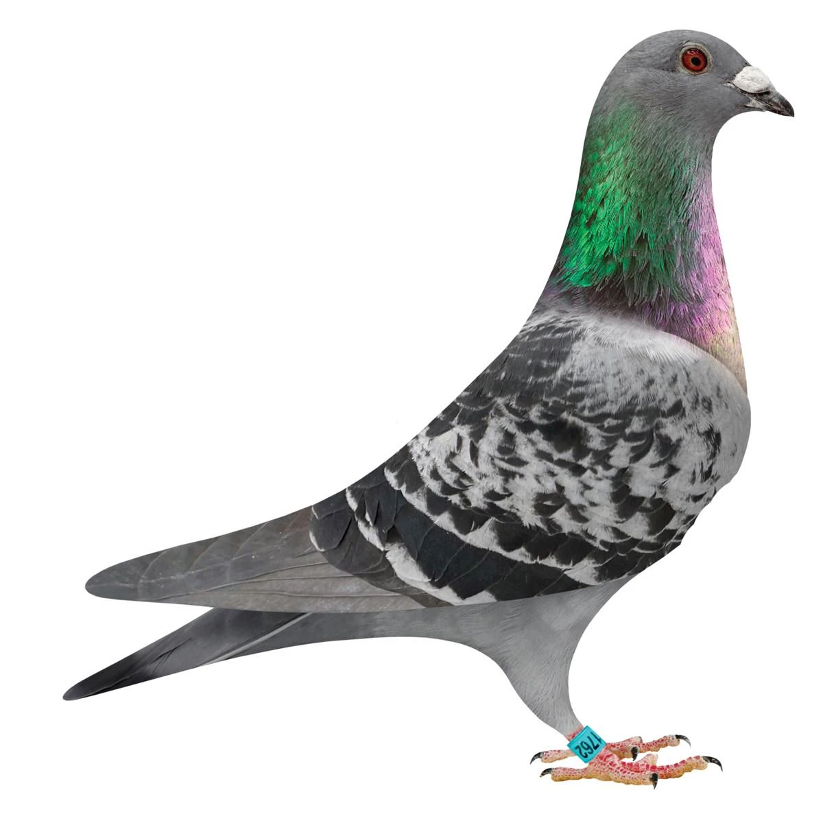 Genes Ida Won Homer Pigeons