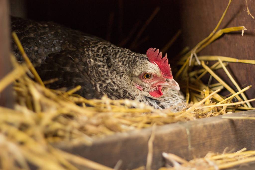 How to Tell If a Chicken Is Egg Bound: Symptoms and Treatments - Strombergs