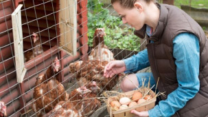 A farmer picking up eggs