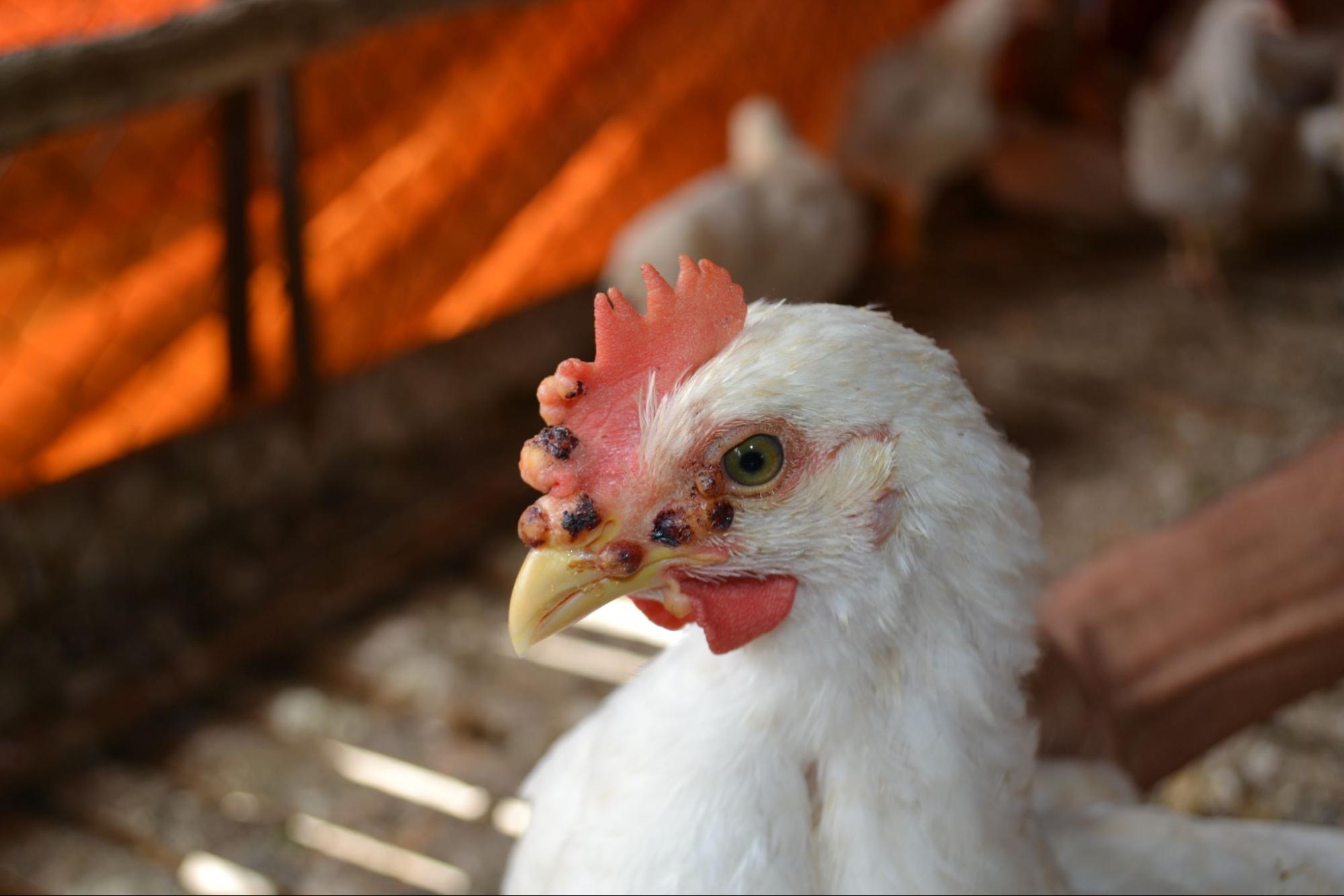 A Guide to Fowl Pox in Chickens Strombergs