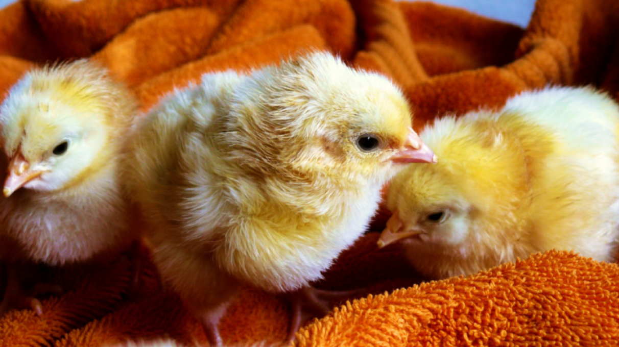 A picture of cute newborn chicks