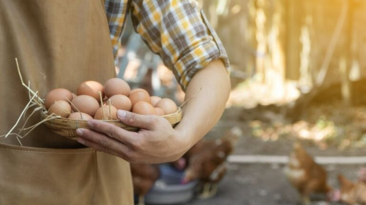 A farmer holding eggs