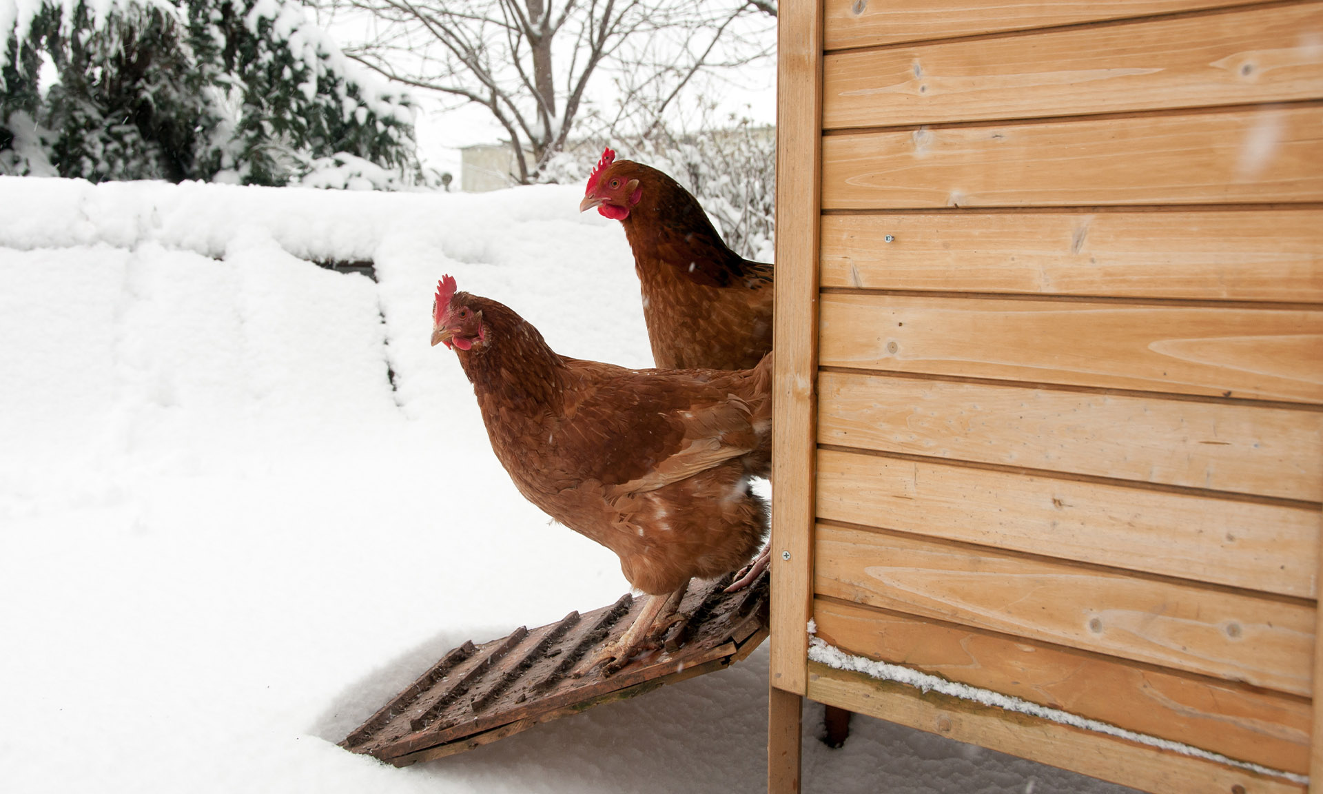 Why I put straw in my chicken run over the Winter