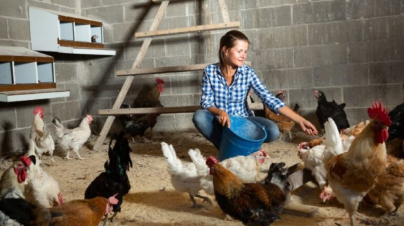 A farmer tending to chickens